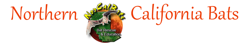 Northern California Bats