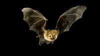 Northern California Bats