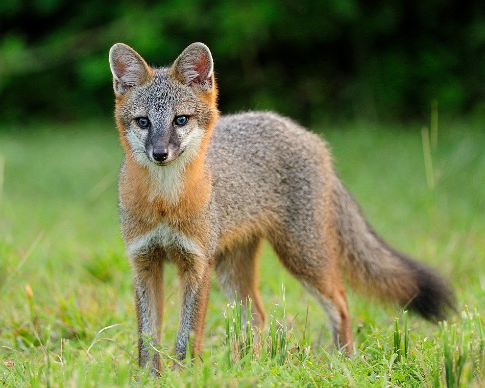 Grey Fox Fort Bragg Library