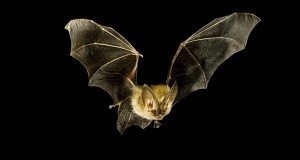 NorCal Bats