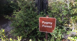Pygmy Forest