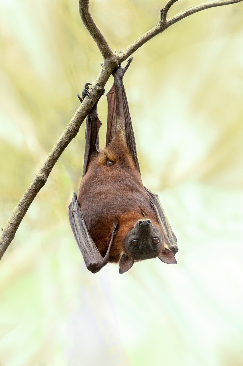 Saturday Baturday