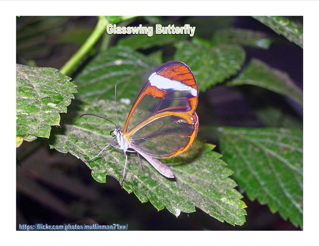 Glasswings by Elisa Kleven