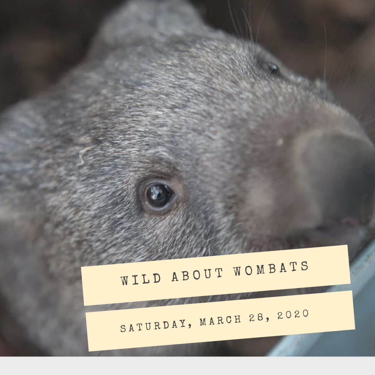 wombats