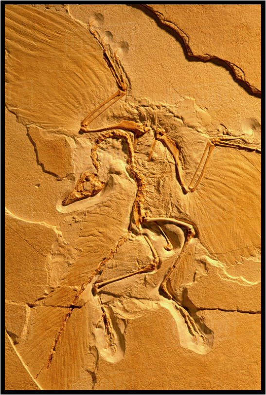 fossil