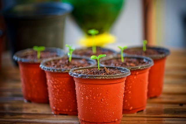 seed libraries