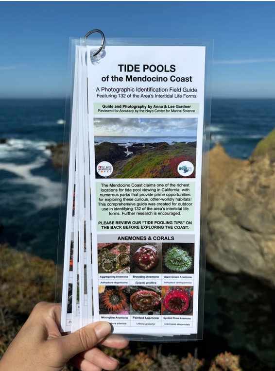 New! Tide Pools of the Mendocino Coast